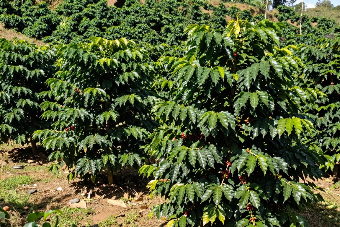 Plantație de cafea Robusta la altitudine joasă, demonstrând rezistența plantelor Plantație de cafea Robusta la altitudine joasă, demonstrând rezistența plantelor